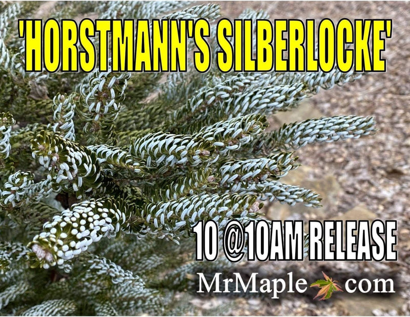 - Abies koreana 'Horstmann's Silberlocke' Korean Fir - Mr Maple │ Buy Japanese Maple Trees