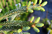 - Abies koreana 'Horstmann's Silberlocke' Korean Fir - Mr Maple │ Buy Japanese Maple Trees