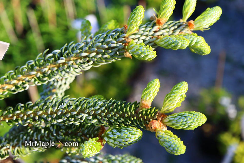 - Abies koreana 'Horstmann's Silberlocke' Korean Fir - Mr Maple │ Buy Japanese Maple Trees