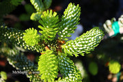 - Abies koreana 'Horstmann's Silberlocke' Korean Fir - Mr Maple │ Buy Japanese Maple Trees