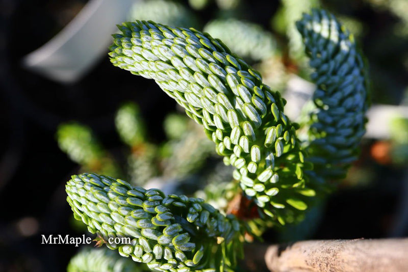 - Abies koreana 'Horstmann's Silberlocke' Korean Fir - Mr Maple │ Buy Japanese Maple Trees