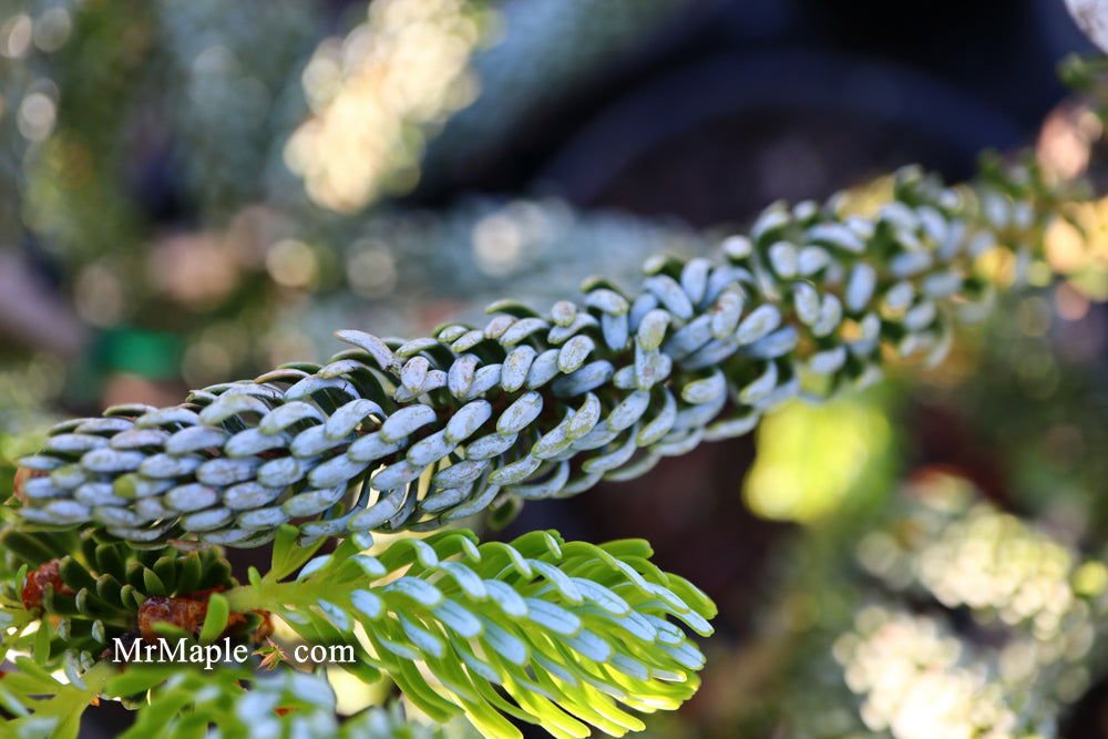 Buy Abies koreana 'Horstmann's Silberlocke' Korean Fir — Mr Maple