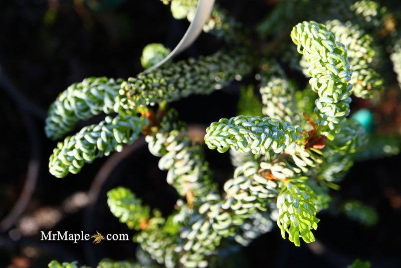 - Abies koreana 'Horstmann's Silberlocke' Korean Fir - Mr Maple │ Buy Japanese Maple Trees