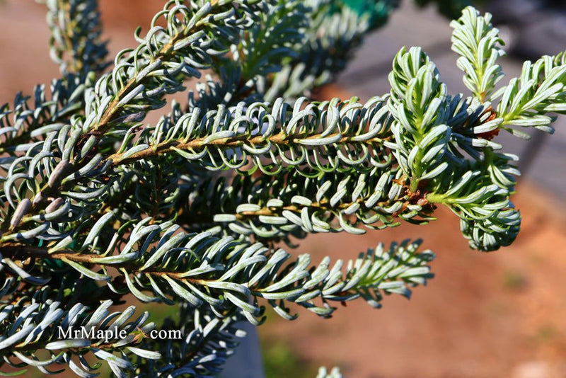 - Abies koreana 'Horstmann's Silberlocke' Korean Fir - Mr Maple │ Buy Japanese Maple Trees