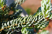- Abies koreana 'Horstmann's Silberlocke' Korean Fir - Mr Maple │ Buy Japanese Maple Trees