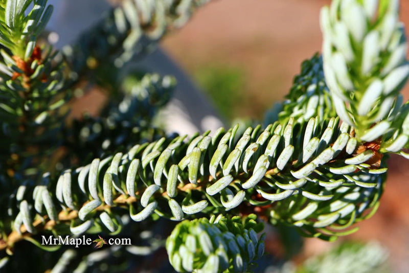 - Abies koreana 'Horstmann's Silberlocke' Korean Fir - Mr Maple │ Buy Japanese Maple Trees