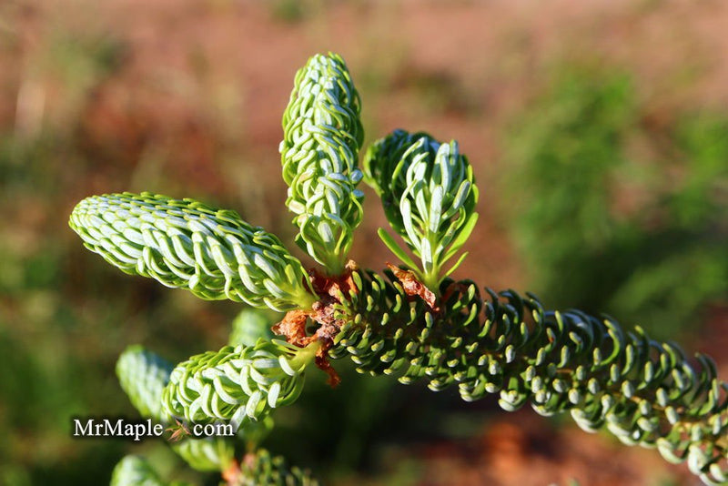 - Abies koreana 'Horstmann's Silberlocke' Korean Fir - Mr Maple │ Buy Japanese Maple Trees