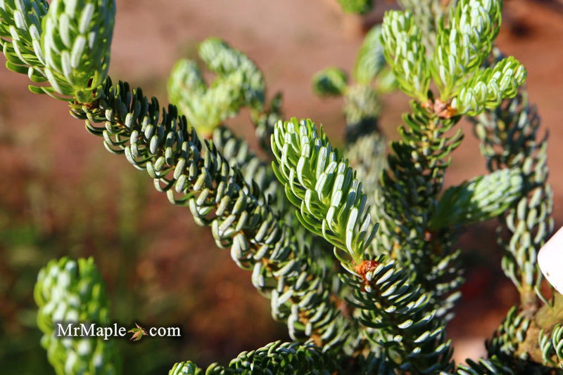 - Abies koreana 'Horstmann's Silberlocke' Korean Fir - Mr Maple │ Buy Japanese Maple Trees