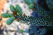 - Abies koreana 'Horstmann's Silberlocke' Korean Fir - Mr Maple │ Buy Japanese Maple Trees