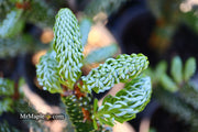 - Abies koreana 'Horstmann's Silberlocke' Korean Fir - Mr Maple │ Buy Japanese Maple Trees