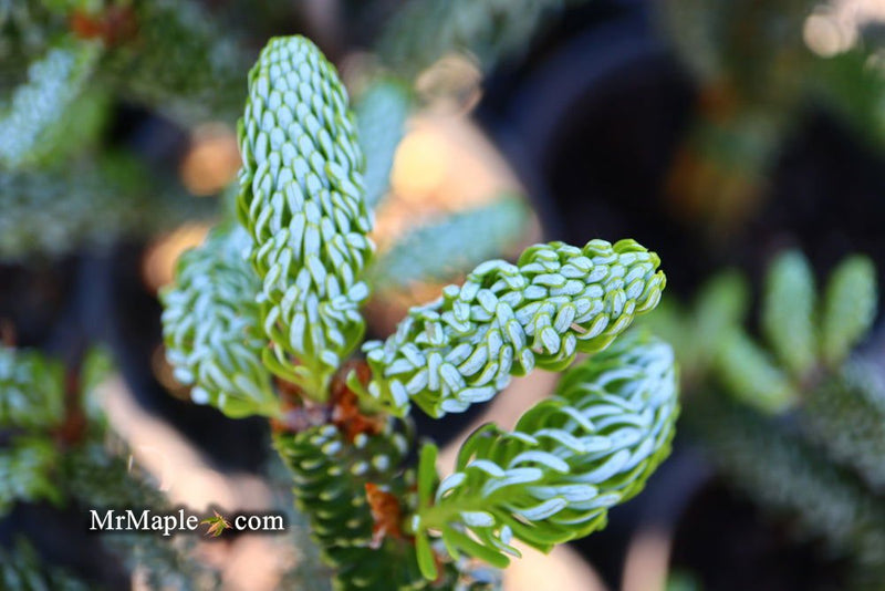 - Abies koreana 'Horstmann's Silberlocke' Korean Fir - Mr Maple │ Buy Japanese Maple Trees