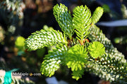 - Abies koreana 'Horstmann's Silberlocke' Korean Fir - Mr Maple │ Buy Japanese Maple Trees