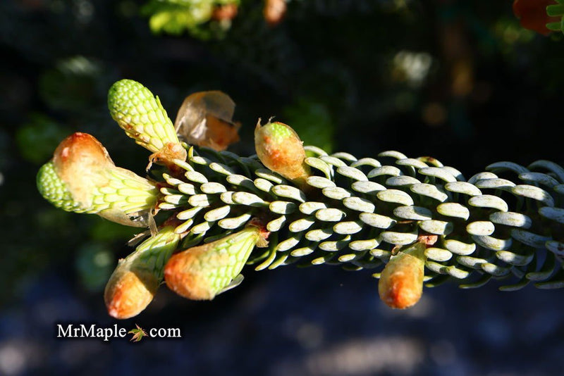 - Abies koreana 'Horstmann's Silberlocke' Korean Fir - Mr Maple │ Buy Japanese Maple Trees