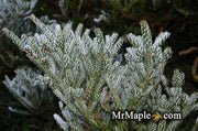 - Abies koreana 'Horstmann's Silberlocke' Korean Fir Grafted on Abies firma - Mr Maple │ Buy Japanese Maple Trees