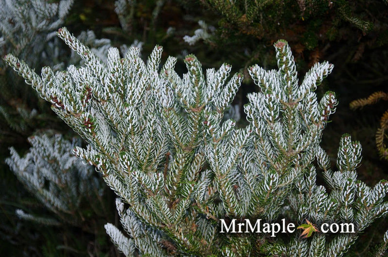 - Abies koreana 'Horstmann's Silberlocke' Korean Fir Grafted on Abies firma - Mr Maple │ Buy Japanese Maple Trees