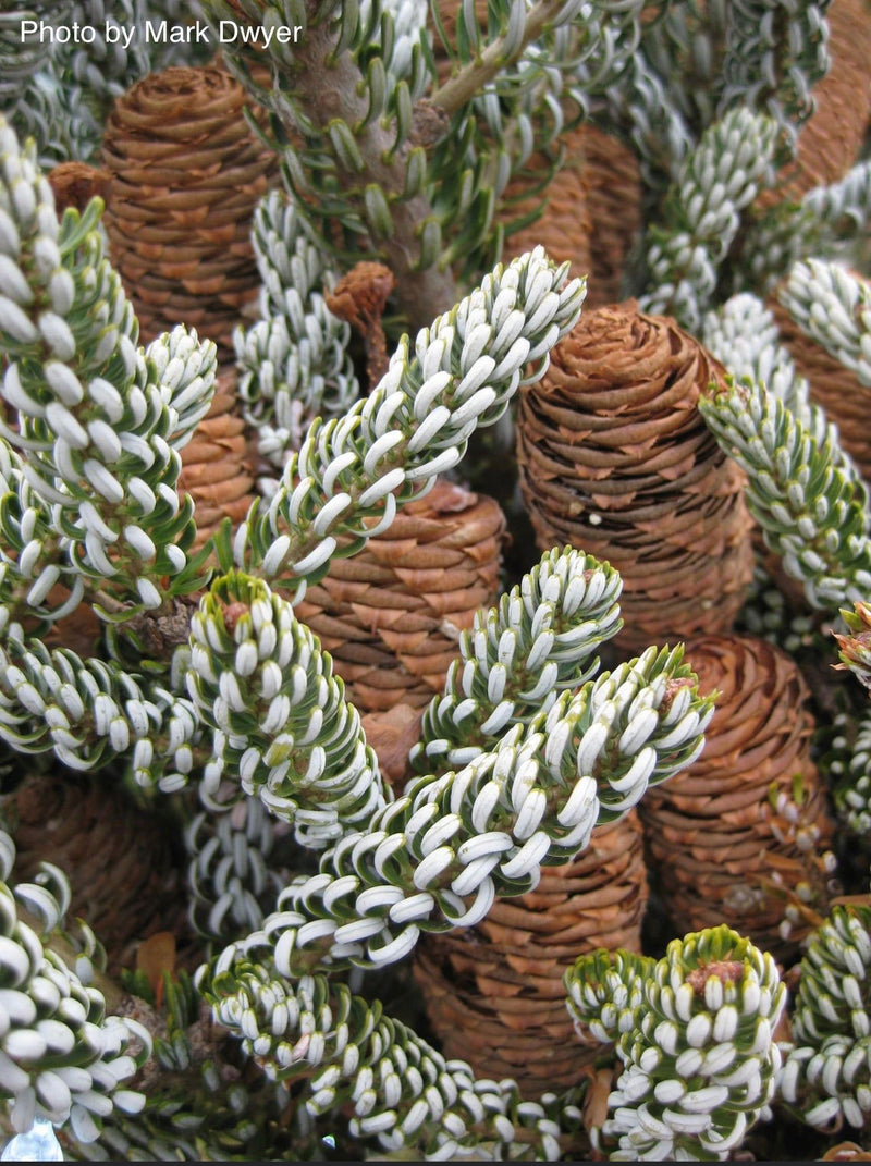- Abies koreana 'Horstmann's Silberlocke' Korean Fir Grafted on Abies firma - Mr Maple │ Buy Japanese Maple Trees