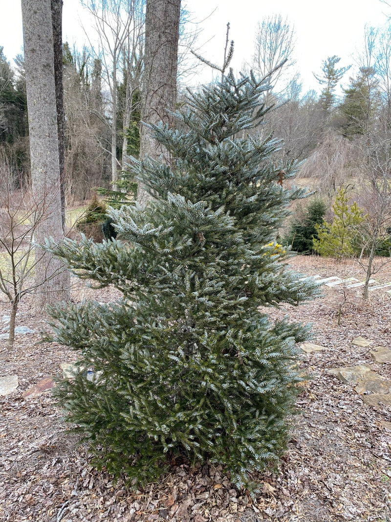 - Abies koreana 'Horstmann's Silberlocke' Korean Fir Grafted on Abies firma - Mr Maple │ Buy Japanese Maple Trees