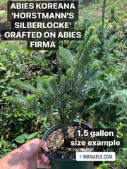 - Abies koreana 'Horstmann's Silberlocke' Korean Fir Grafted on Abies firma - Mr Maple │ Buy Japanese Maple Trees