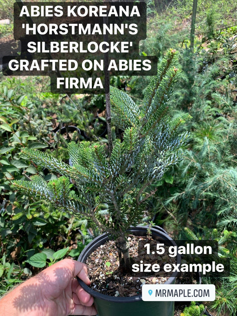 - Abies koreana 'Horstmann's Silberlocke' Korean Fir Grafted on Abies firma - Mr Maple │ Buy Japanese Maple Trees
