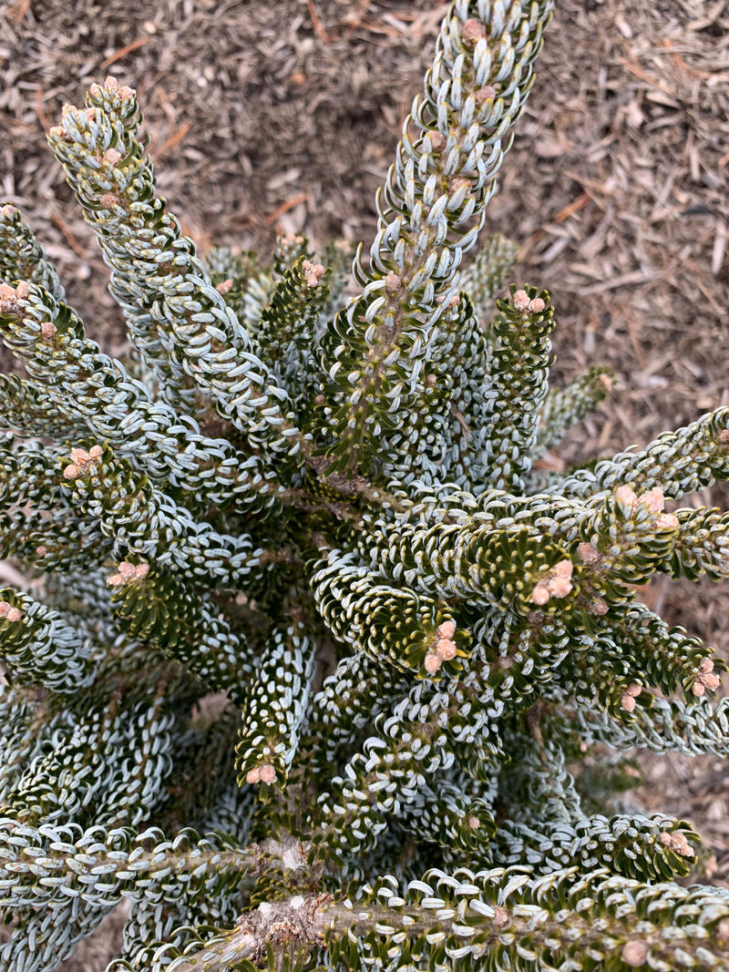 - Abies koreana 'Horstmann's Silberlocke' Korean Fir Grafted on Abies firma - Mr Maple │ Buy Japanese Maple Trees