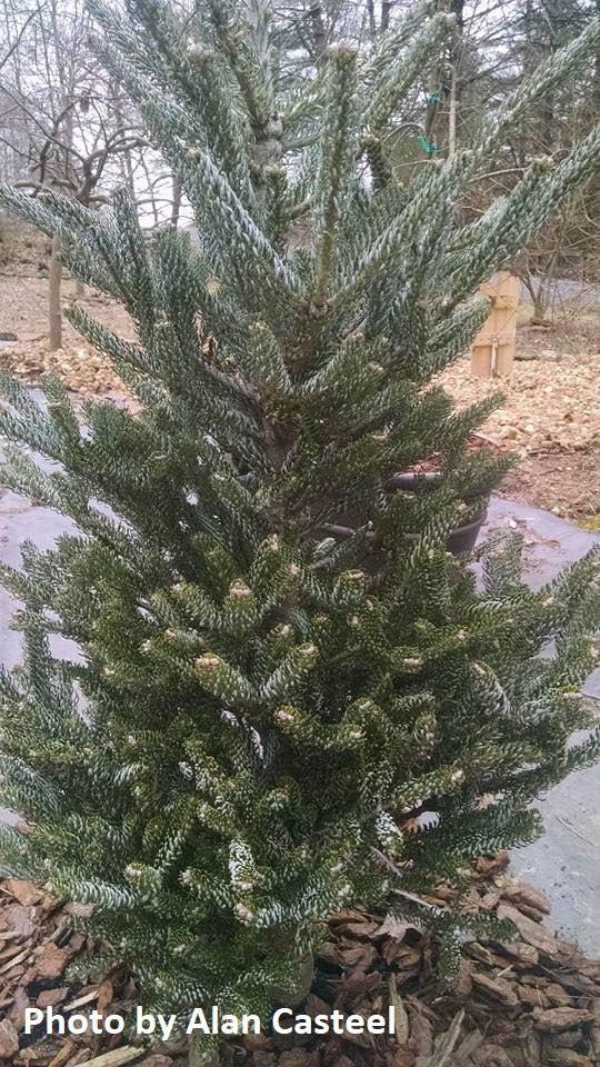 - Abies koreana 'Horstmann's Silberlocke' Korean Fir Grafted on Abies firma - Mr Maple │ Buy Japanese Maple Trees