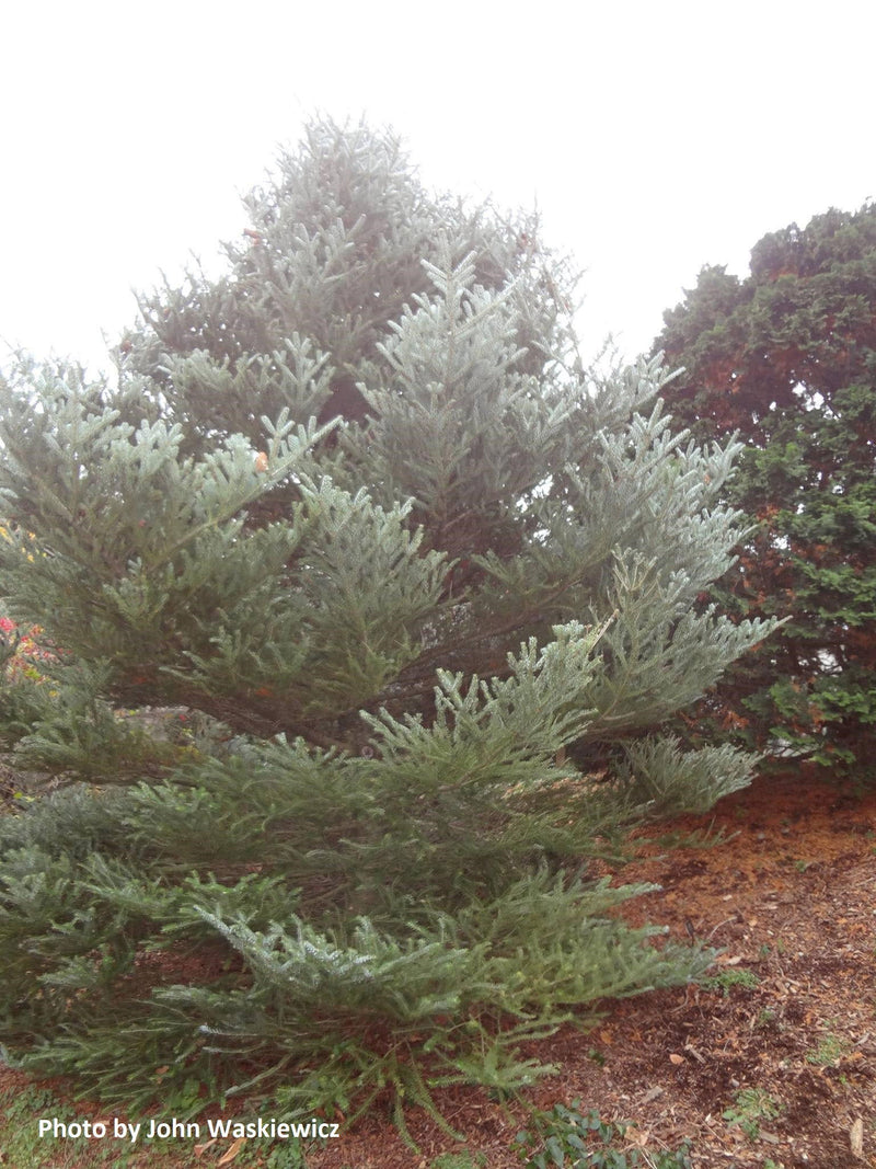 - Abies koreana 'Horstmann's Silberlocke' Korean Fir Grafted on Abies firma - Mr Maple │ Buy Japanese Maple Trees