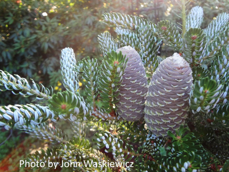 - Abies koreana 'Horstmann's Silberlocke' Korean Fir Grafted on Abies firma - Mr Maple │ Buy Japanese Maple Trees