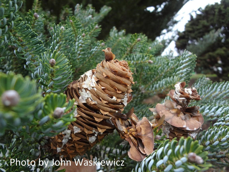 - Abies koreana 'Horstmann's Silberlocke' Korean Fir Grafted on Abies firma - Mr Maple │ Buy Japanese Maple Trees