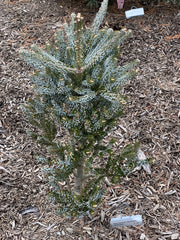 - Abies koreana 'Horstmann's Silberlocke' Korean Fir Grafted on Abies firma - Mr Maple │ Buy Japanese Maple Trees