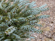 - Abies koreana 'Horstmann's Silberlocke' Korean Fir Grafted on Abies firma - Mr Maple │ Buy Japanese Maple Trees