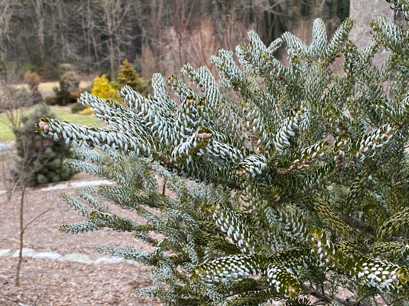 - Abies koreana 'Horstmann's Silberlocke' Korean Fir Grafted on Abies firma - Mr Maple │ Buy Japanese Maple Trees