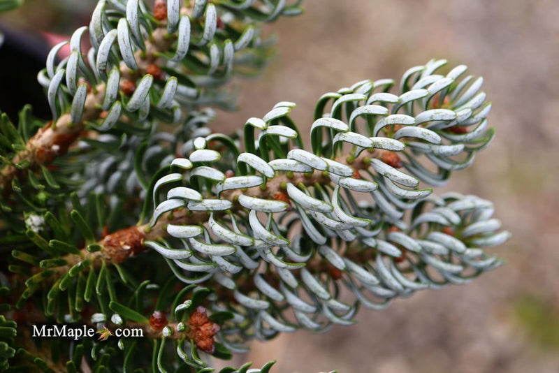 - Abies koreana 'Kohout’s Icebreaker' Korean Fir - Mr Maple │ Buy Japanese Maple Trees