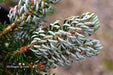 - Abies koreana 'Kohout’s Icebreaker' Korean Fir - Mr Maple │ Buy Japanese Maple Trees