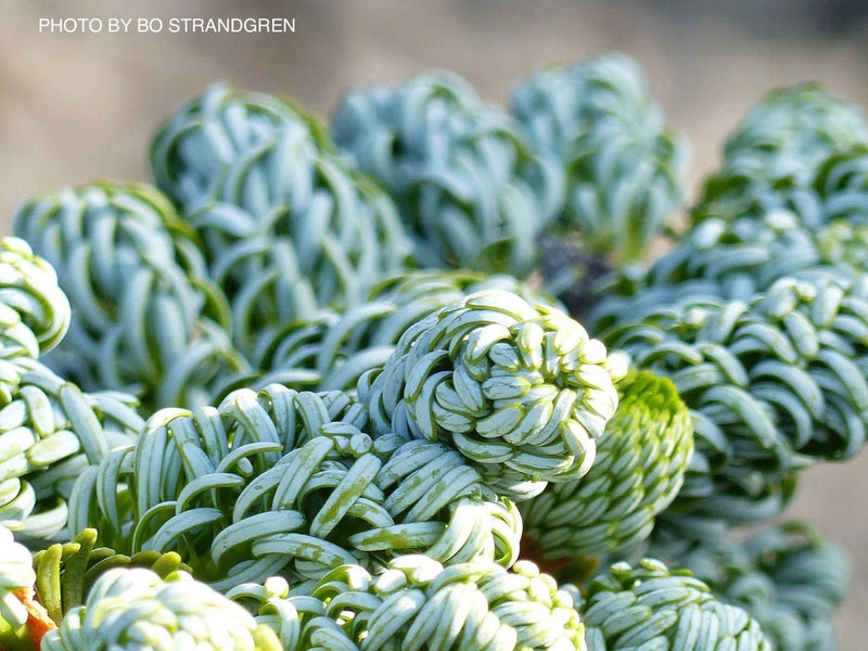 - Abies koreana 'Kohout’s Icebreaker' Korean Fir - Mr Maple │ Buy Japanese Maple Trees