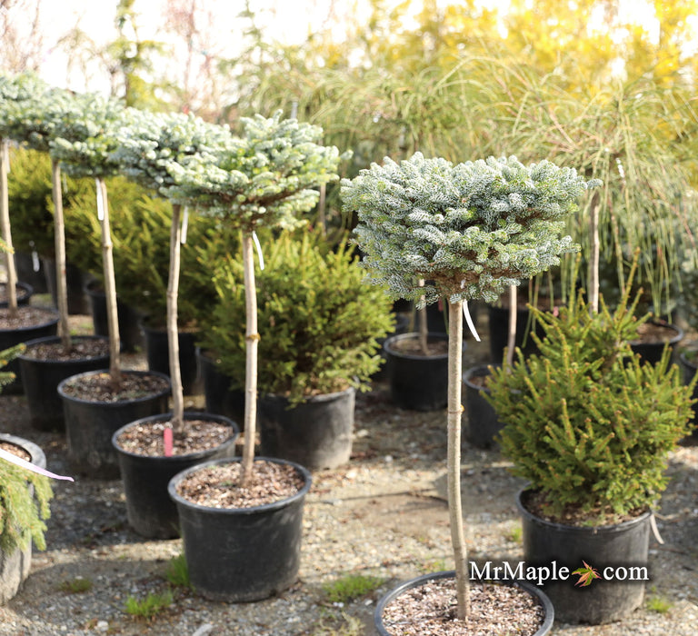 - Abies koreana 'Kohout’s Icebreaker' Korean Fir - Mr Maple │ Buy Japanese Maple Trees