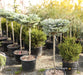 - Abies koreana 'Kohout’s Icebreaker' Korean Fir - Mr Maple │ Buy Japanese Maple Trees