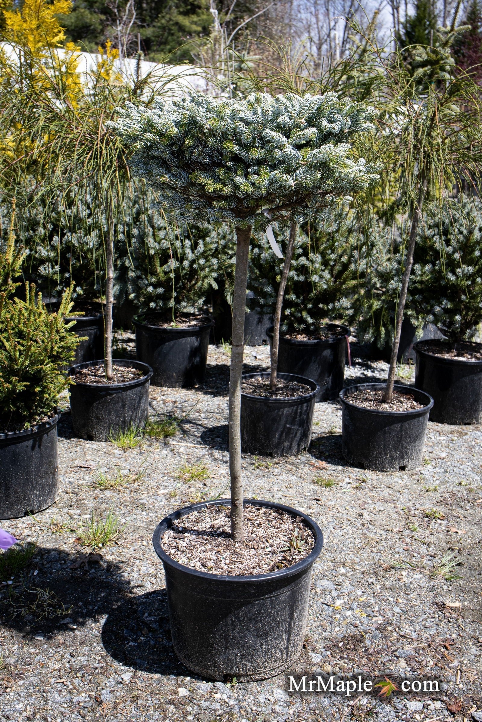 Buy Abies koreana 'Kohout's Icebreaker' Korean Fir — Mr Maple
