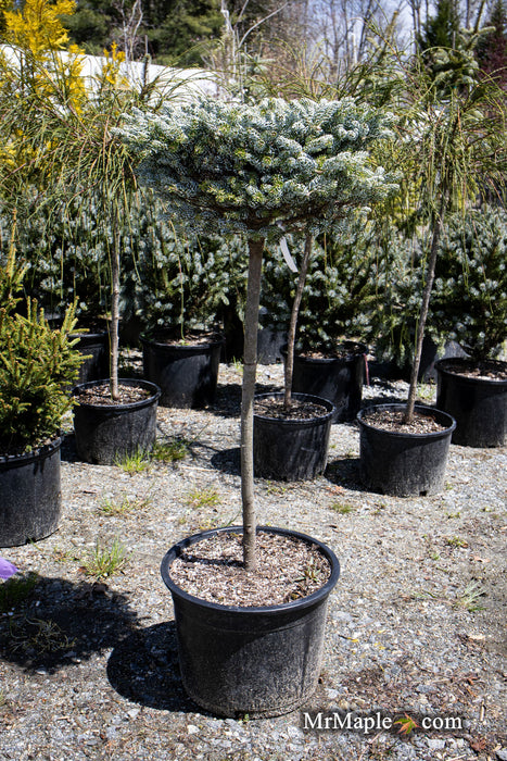 - Abies koreana 'Kohout’s Icebreaker' Korean Fir - Mr Maple │ Buy Japanese Maple Trees