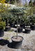 - Abies koreana 'Kohout’s Icebreaker' Korean Fir - Mr Maple │ Buy Japanese Maple Trees