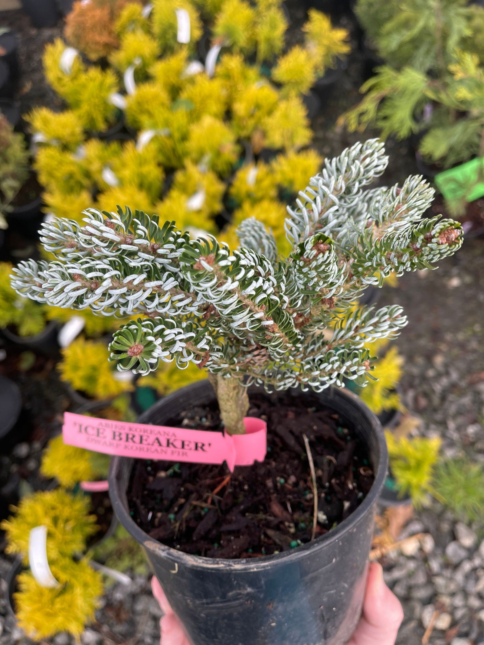 Buy Abies koreana 'Kohout's Icebreaker' Korean Fir — Mr Maple