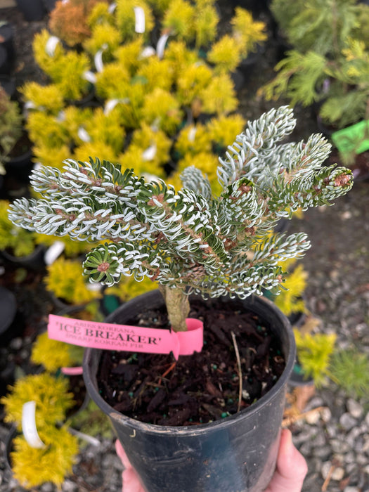 - Abies koreana 'Kohout’s Icebreaker' Korean Fir - Mr Maple │ Buy Japanese Maple Trees