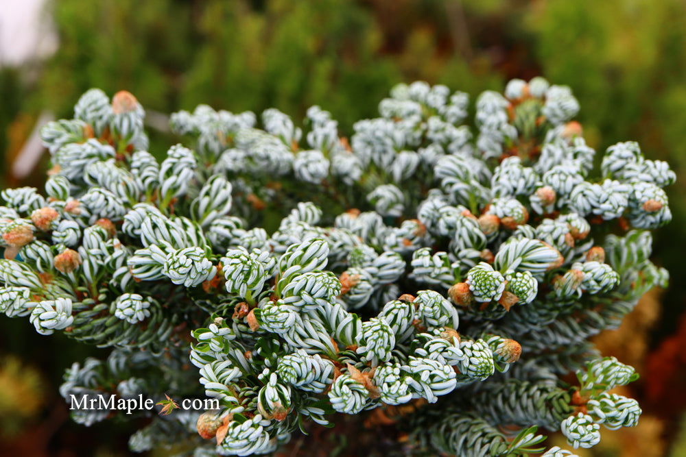 - Abies koreana 'Kohout’s Icebreaker' Korean Fir - Mr Maple │ Buy Japanese Maple Trees