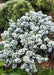 - Abies koreana 'Kohout’s Icebreaker' Korean Fir - Mr Maple │ Buy Japanese Maple Trees