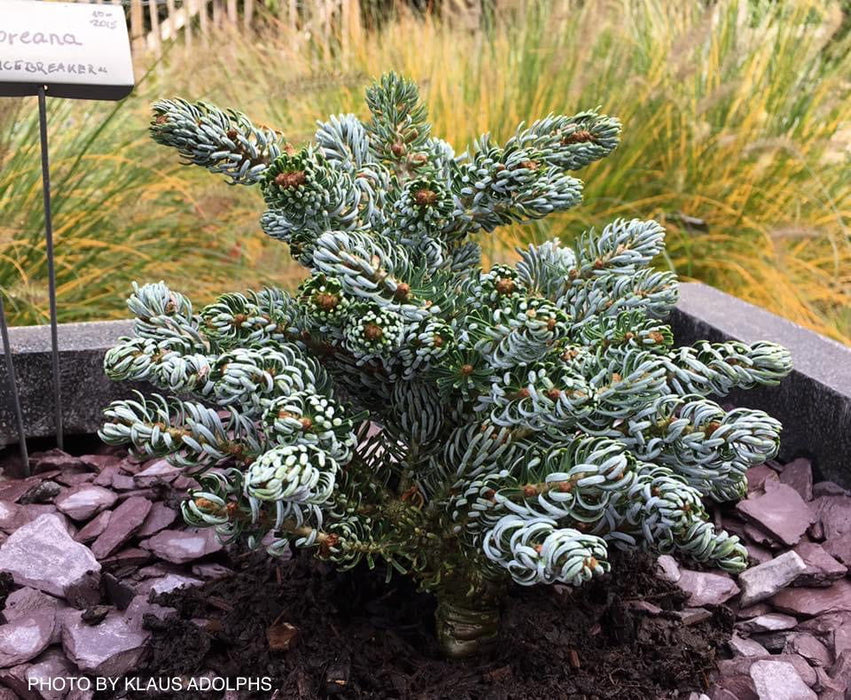 - Abies koreana 'Kohout’s Icebreaker' Korean Fir - Mr Maple │ Buy Japanese Maple Trees