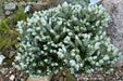 - Abies koreana 'Kohout’s Icebreaker' Korean Fir - Mr Maple │ Buy Japanese Maple Trees