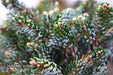 - Abies koreana 'Kohout’s Icebreaker' Korean Fir - Mr Maple │ Buy Japanese Maple Trees