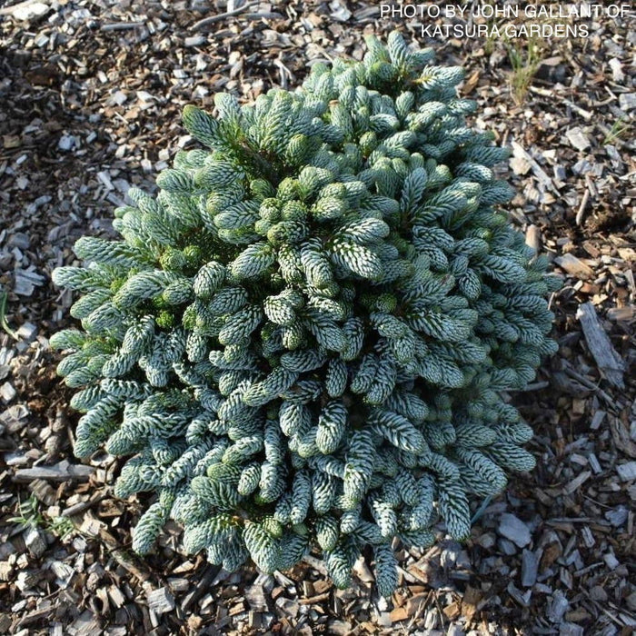 - Abies koreana 'Kohout’s Icebreaker' Korean Fir - Mr Maple │ Buy Japanese Maple Trees