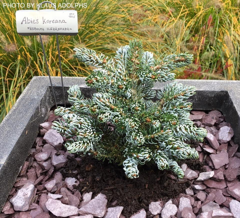 - Abies koreana 'Kohout’s Icebreaker' Korean Fir - Mr Maple │ Buy Japanese Maple Trees