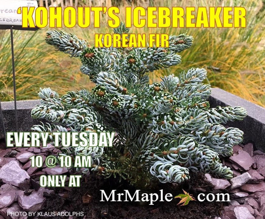 - Abies koreana 'Kohout’s Icebreaker' Korean Fir - Mr Maple │ Buy Japanese Maple Trees