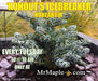 - Abies koreana 'Kohout’s Icebreaker' Korean Fir - Mr Maple │ Buy Japanese Maple Trees